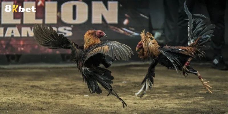 Bí quyết chơi đá gà Thomo để giành chiến thắng 